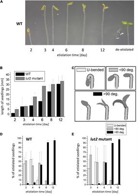 Dynamics of Etiolation Monitored by Seedling Morphology, Carotenoid Composition, Antioxidant Level, and Photoactivity of Protochlorophyllide in Arabidopsis thaliana